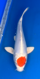 [koi-aoki-Q11-28] 13” Japanese Imported Koi Doitsu Tancho Hariwake - 28