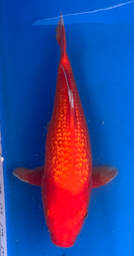 [koi-aoki-Q11-29] 14” Japanese Imported Koi Ginrin Benigoi - 29