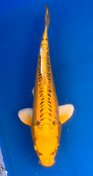 [koi-aoki-Q11-30] 14” Japanese Imported Koi Doitsu Ki Matsuba - 30