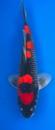 [koi-aoki-Q11-31] 13.5” Japanese Imported Koi Goshiki - 31