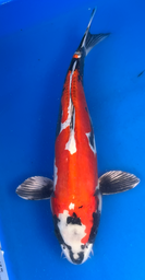 [koi-aoki-Q11-32] 17” Japanese Imported Koi Beni Kikokuryu - 32