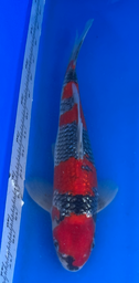 [koi-aoki-Q11-34] 13.5” Japanese Imported Koi Ginrin Goshiki - 34