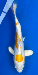[koi-aoki-Q11-36] 13.5” Japanese Imported Koi Lemon Hariwake - 36