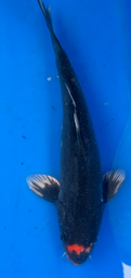 [koi-aoki-Q11-37] 14” Japanese Imported Koi Beni Kumonryu - 37