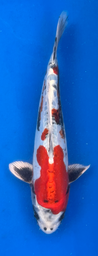 [koi-aoki-Q11-38] 13” Japanese Imported Koi Beni Kikokuryu - 38