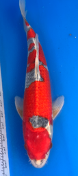[koi-aoki-Q11-40] 18” Japanese Imported Koi Goshiki - 40