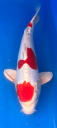 [koi-aoki-Q11-41] 14” Japanese Imported Koi Doitsu Kohaku - 41