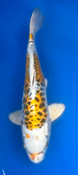 [koi-aoki-Q11-42] 14” Japanese Imported Koi Lemon Hariwake (Aragoke) - 42