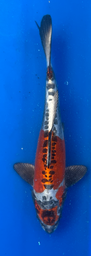 [koi-aoki-Q11-43] 13” Japanese Imported Koi Beni Kikokuryu - 43