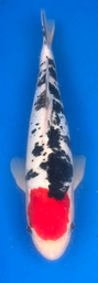 [koi-aoki-Q11-44] 13” Japanese Imported Koi Doitsu Tancho Showa - 44