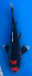[koi-aoki-Q11-45] 12” Japanese Imported Koi Beni Kumonryu - 45