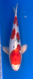[koi-aoki-Q11-46] 12” Japanese Imported Koi Beni Kikokuryu - 46