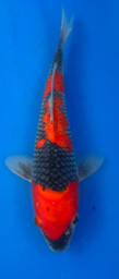 [koi-aoki-Q11-47] 12” Japanese Imported Koi Goshiki - 47