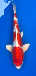 [koi-aoki-Q11-49] 12” Japanese Imported Koi Doitsu Kohaku - 49