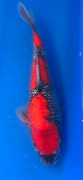 [koi-aoki-Q11-50] 12” Japanese Imported Koi Ginrin Goshiki - 50