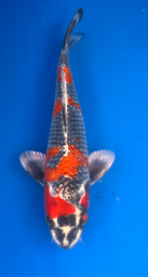 [koi-aoki-Q11-51] 15.5” Japanese Imported Koi Beniginga - 51