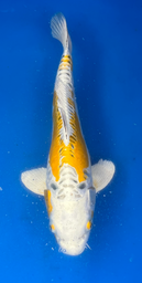 [koi-aoki-Q11-52] 13&quot; Japanese Imported Koi Lemon Hariwake - 52