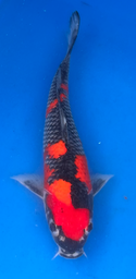 [koi-aoki-Q11-53] 13” Japanese Imported Koi Goshiki - 53