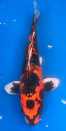 [koi-aoki-Q11-54] 12” Japanese Imported Koi Beni Kikokuryu - 54