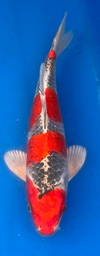 [koi-aoki-Q11-55] 13” Japanese Imported Koi Goshiki - 55