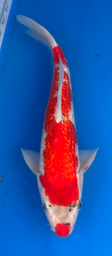 [koi-aoki-Q11-58] 13.5” Japanese Imported Koi Ginrin Goshiki - 58