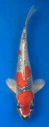 [koi-aoki-Q11-60] 11” Japanese Imported Koi Ginrin Goshiki - 60