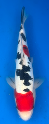[koi-aoki-Q11-61] 11.5” Japanese Imported Koi Doitsu Sanke - 61