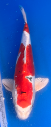 [koi-aoki-Q11-62] 12.5” Japanese Imported Koi Beni Kikokuryu - 62