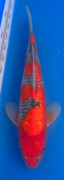 [koi-aoki-Q11-65] 12.5” Japanese Imported Koi Goshiki - 65