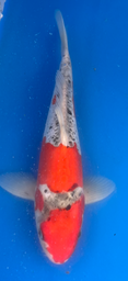 [koi-aoki-Q11-66] 12” Japanese Imported Koi Doitsu Goshiki - 66
