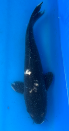[koi-aoki-Q11-67] 13.5” Japanese Imported Koi Hageshiro - 67