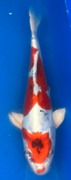 [koi-aoki-Q11-69] 12” Japanese Imported Koi Beni Kikokuryu - 69