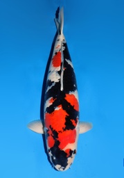 [koi-dainichi-champ1- 1] 29&quot; Japanese Imported Koi Dainichi Mona Lisa Showa 4 yr