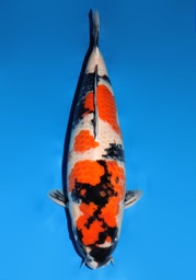[koi-dainichi-champ1- 7] 30&quot; Japanese Imported Koi Dainichi Bigbang Showa 4 yr