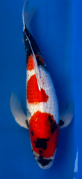 [koi-suda-ICF2-2] 27” Japanese Imported Koi Butterfly Showa - 2
