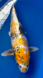 [koi-suda-ICF2-3] 23” Japanese Imported Koi Ki Showa - 3