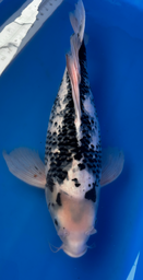 [koi-suds-ICF2-4] 22” Japanese Imported Koi Butterfly Matsukawabake - 4