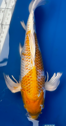 [koi-suda-ICF2-5] 25” Japanese Imported Koi Butterfly Hariwake - 5