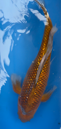 [koi-suda-ICF2-7] 24” Japanese Imported Koi Ginrin Ochiba - 7