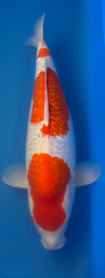 [koi-suda-ICF2-11] 23” Japanese Imported Koi Ginrin Kohaku - 11