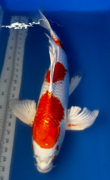 [koi-suda-ICF2-12] 27” Japanese Imported Koi Butterfly Hariwake - 12