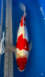 [koi-suda-ICF2-13] 29” Japanese Imported Koi Doitsu Kohaku - 13