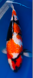 [koi-suda-ICF2-14] 24” Japanese Imported Koi Ginrin Showa - 14