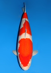 [koi-dainichi-champ1- 3] 33&quot; Japanese Imported Koi Dainichi DMKohaku 5yr