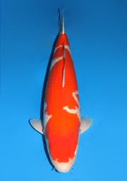 [koi-dainichi-champ1- 5] 30&quot; Japanese Imported Koi Dainichi DSKohaku 5yr
