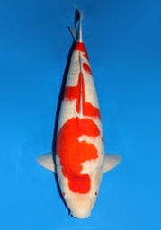 [koi-dainichi-champ1- 9] 29&quot; Japanese Imported Koi Dainichi Red Tiger Kohaku 4yr-2