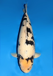 [koi-dainichi-champ1- 10] 31&quot; Japanese Imported Koi Dainichi Super Monster Shiro Utsuri 4yr