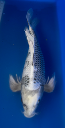 [koi-suda-ICF2-15] 22” Japanese Imported Koi Kin Shiro Utsuri - 15