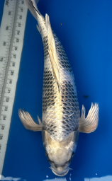 [koi-suda-ICF2-32] 24” Japanese Imported Koi Butterfly Kin Shiro Utsuri - 32