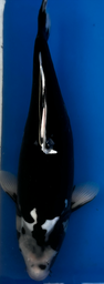 [koi-suda-ICF2-31] 21” Japanese Imported Koi Hageshiro - 31